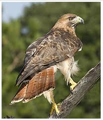 red-tailed-hawk